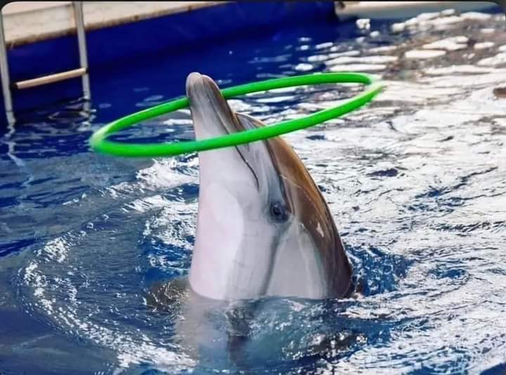 DELFINARIUM